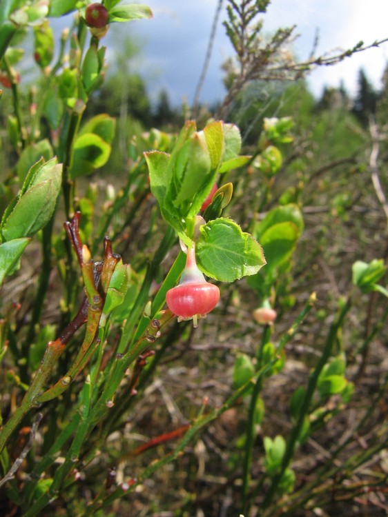 Vaccinium myrtillus
